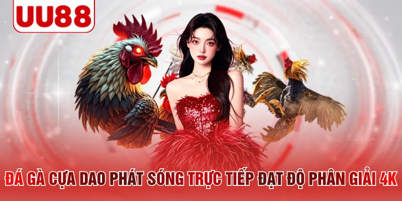 Đá gà cựa dao phát sóng trực tiếp đạt độ phân giải 4K
